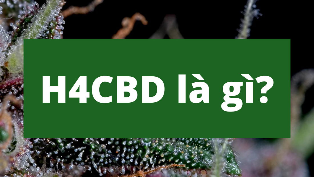 H4CBD là gì?