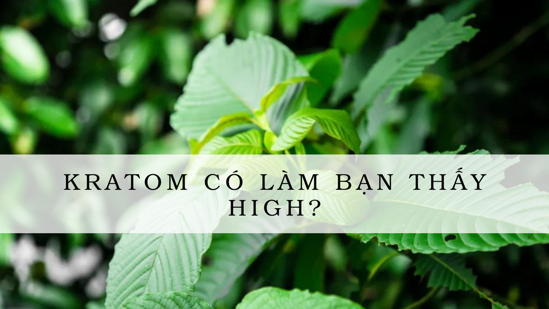 Kratom có làm bạn thấy high?