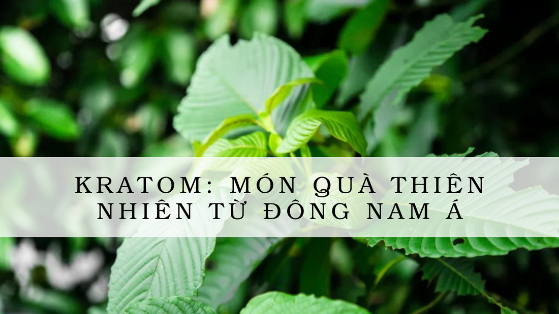 Kratom: Món quà thiên nhiên từ Đông Nam Á