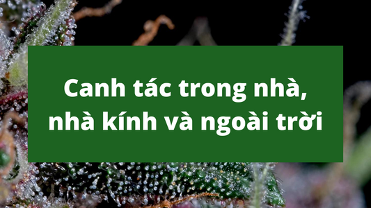 Sự khác biệt giữa canh tác trong nhà, nhà kính và ngoài trời là gì?
