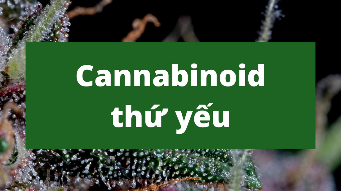 Cannabinoid thứ yếu