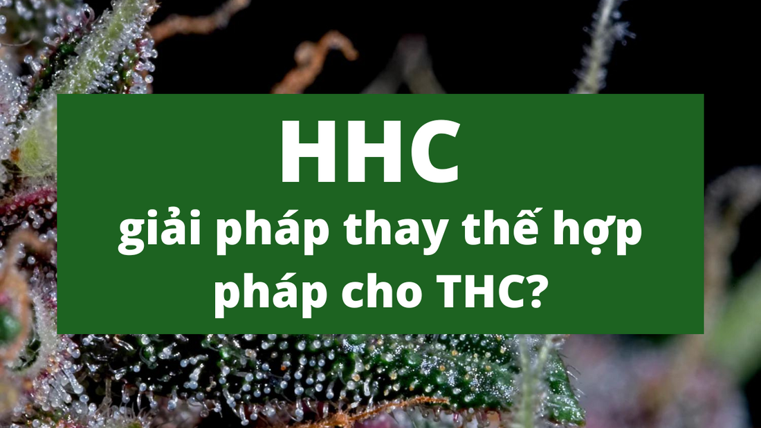 HHC - giải pháp thay thế hợp pháp cho THC?