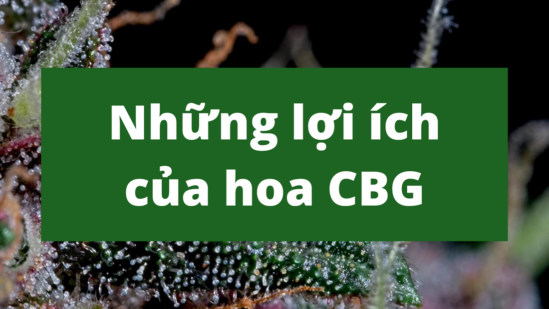 Hoa CBG là gì? Những lợi ích của hoa CBG
