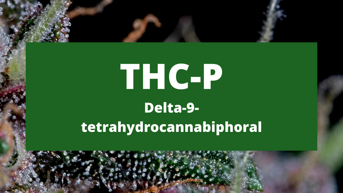 THC-P là gì? Cannabinoid mạnh gấp 33 lần THC