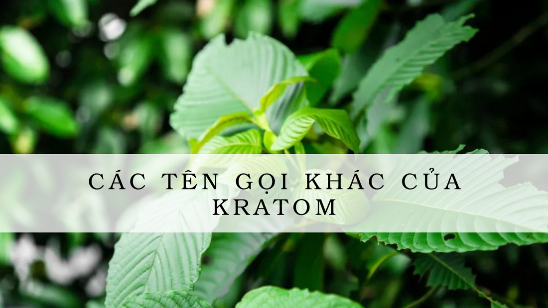 Các tên gọi khác của kratom